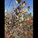 Die Blätter erinnern an Ilex, nur die Samenkapseln passen nicht